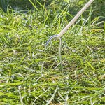 Picchetto da tenda 30cm in metallo con occhiello aperto