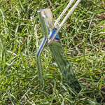Picchetto per tenda 30cm in metallo con gancio x10 pezzi